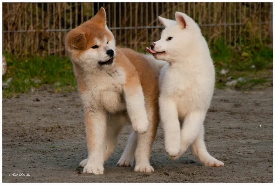 Japanese Akita Inu
