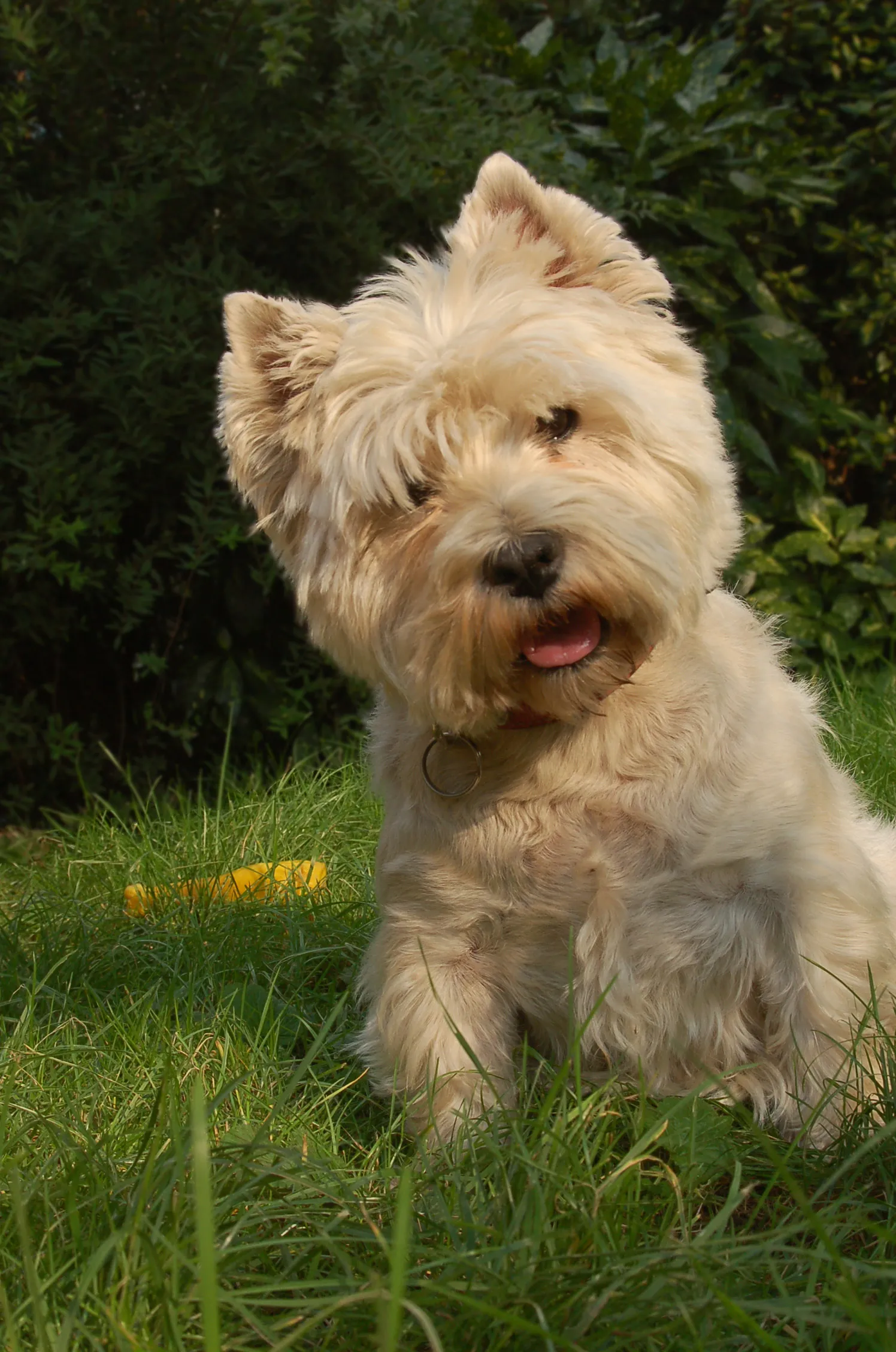 West Highland Terrier