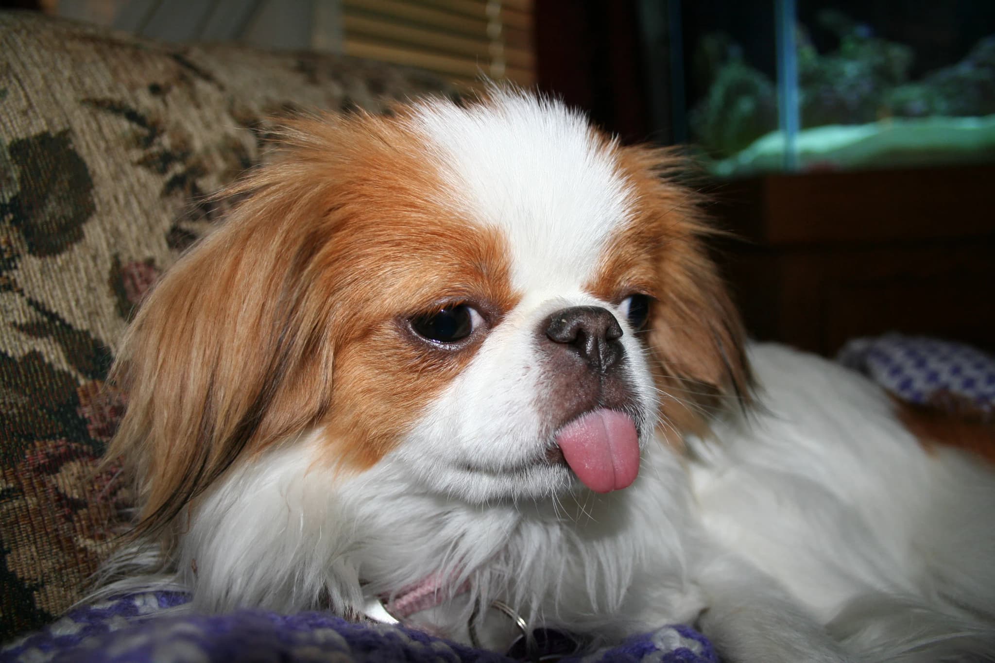 Japanese Chin