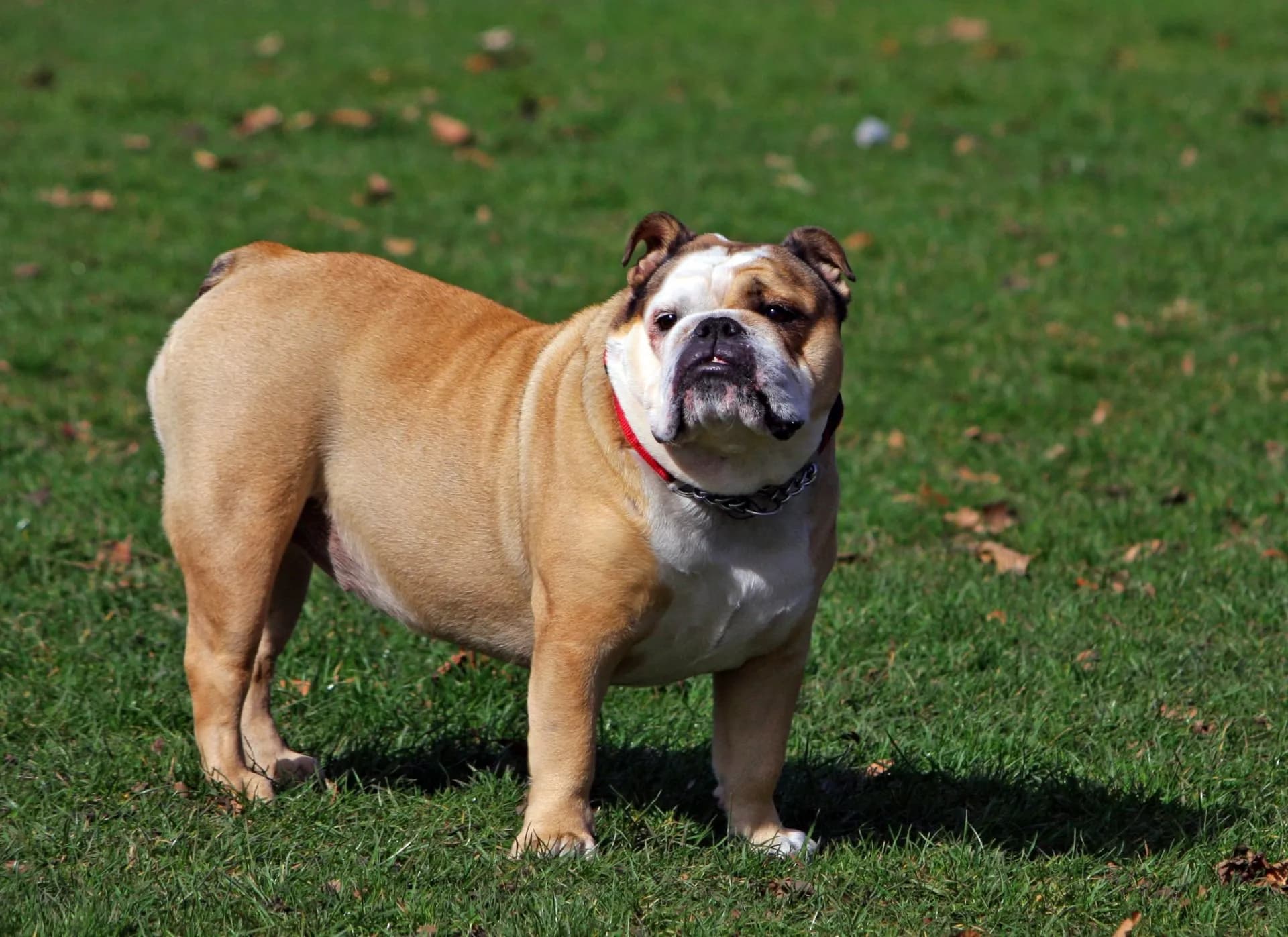 English Bulldog
