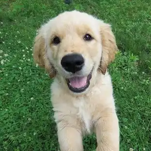 Golden Retreiver