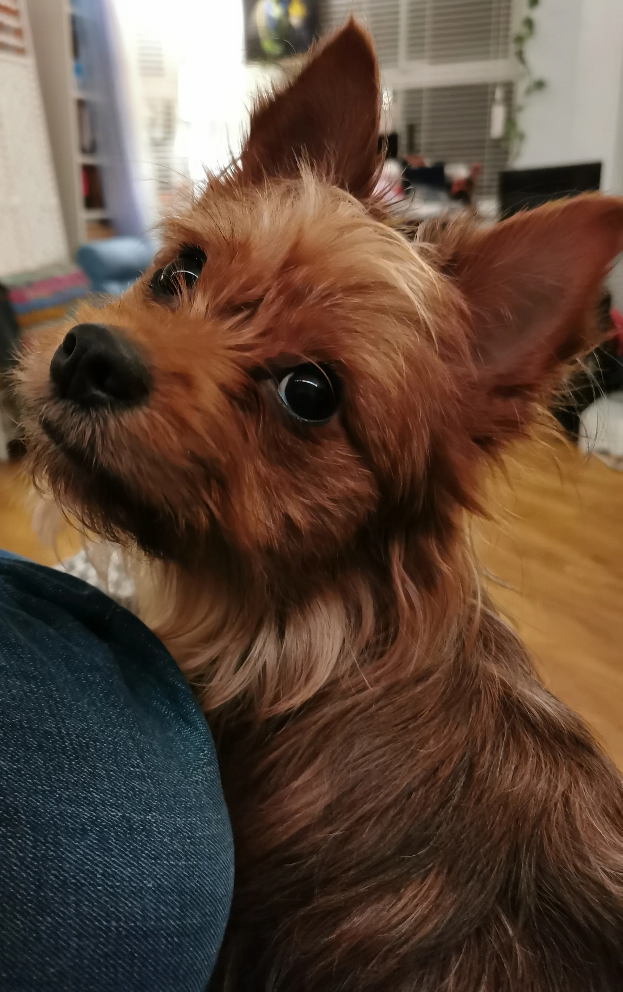 Chorkie