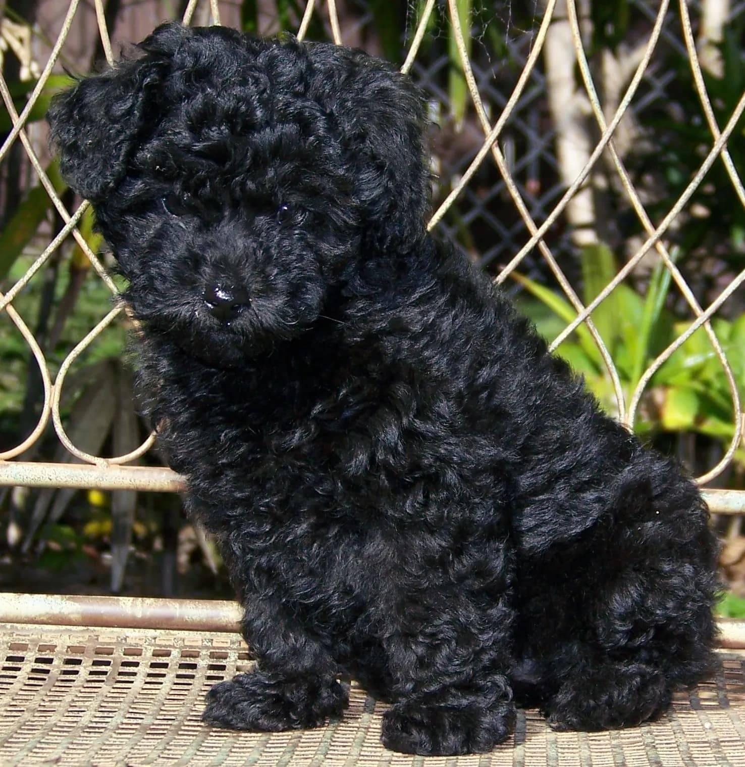 Miniature Poodle