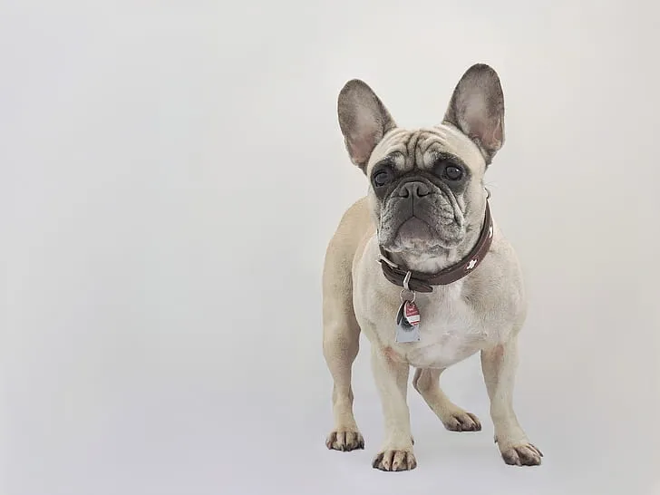 Frug