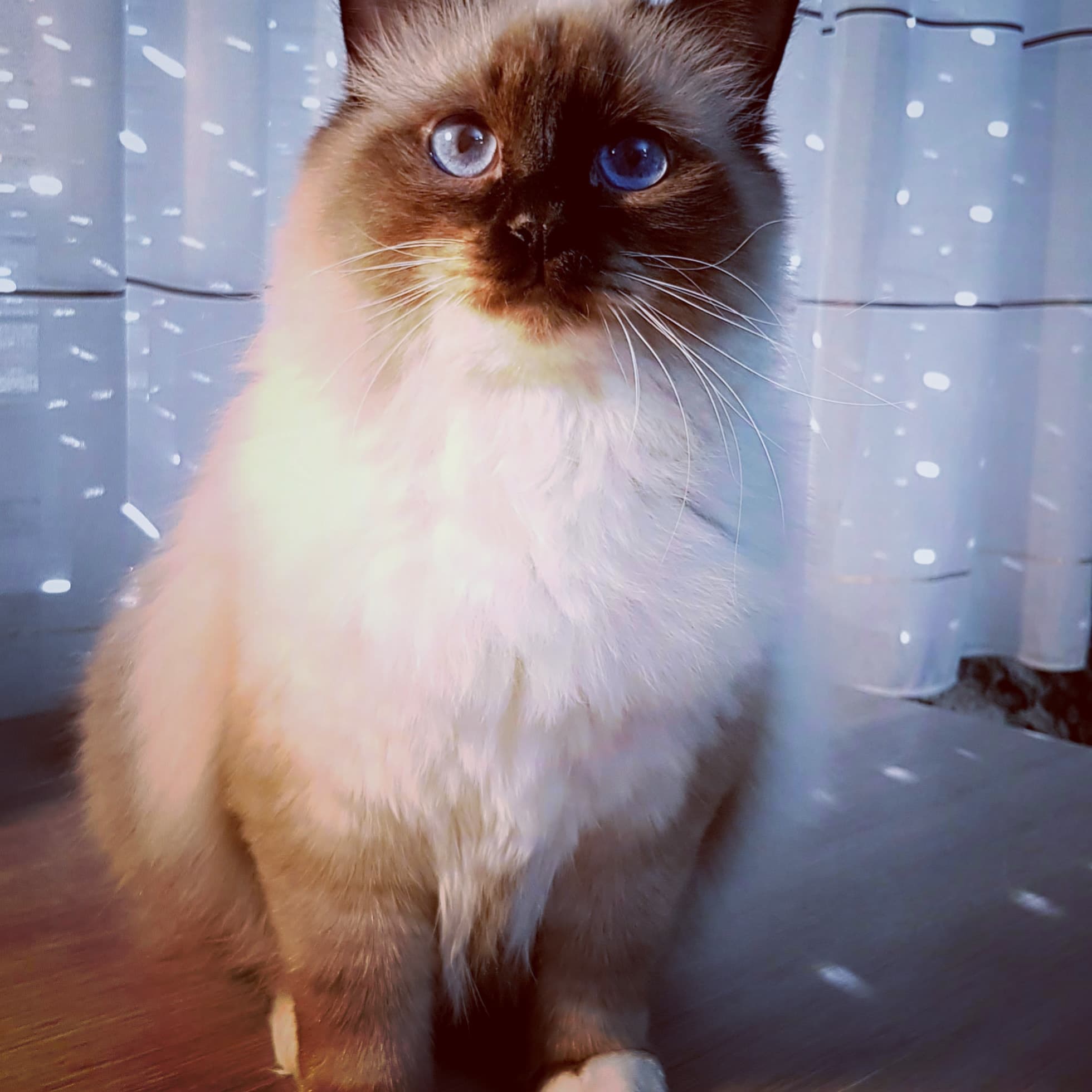 Birman