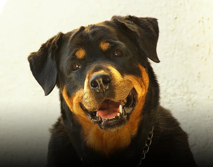 Rottweiler