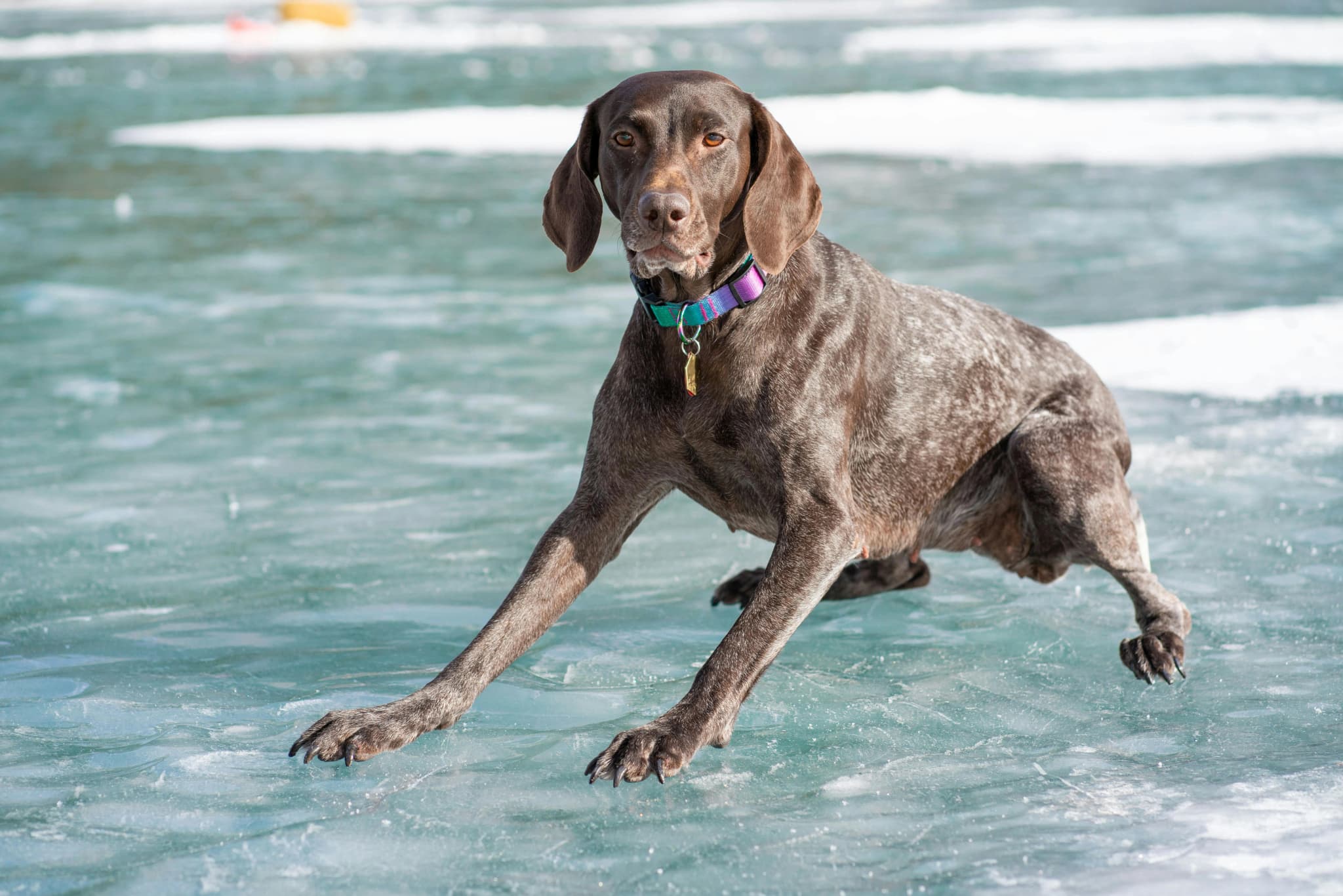 German Shorthaired Pointer