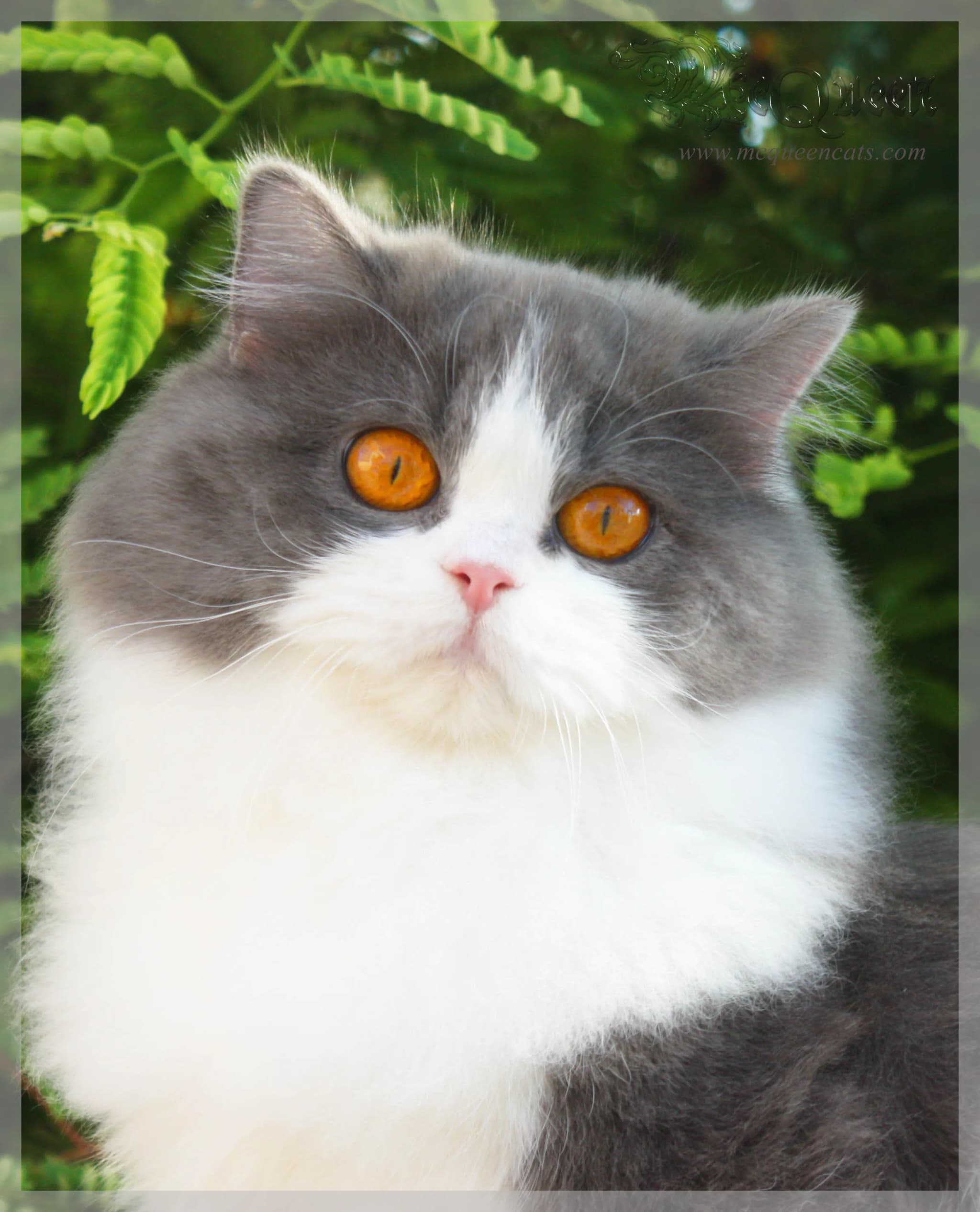 British Longhair