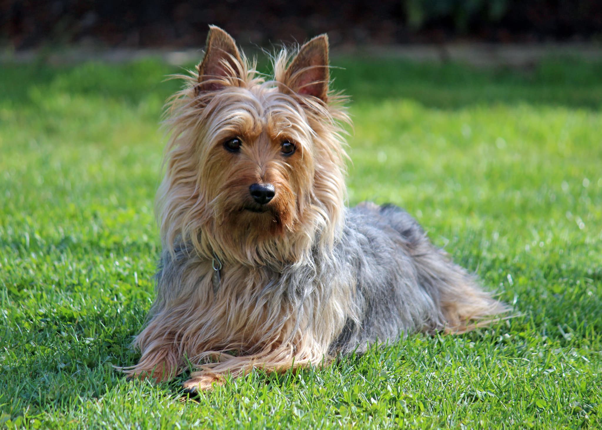 Australian Terrier