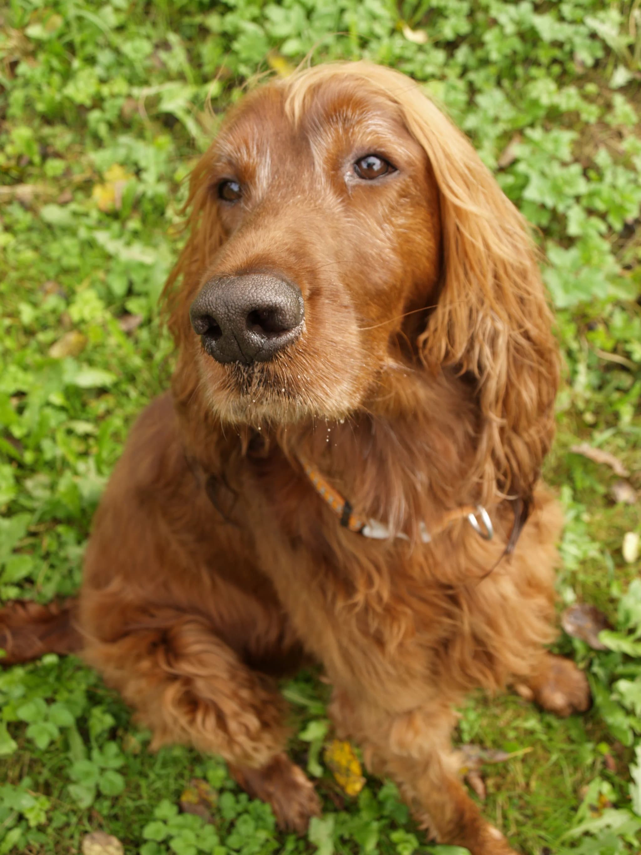Field Spaniel