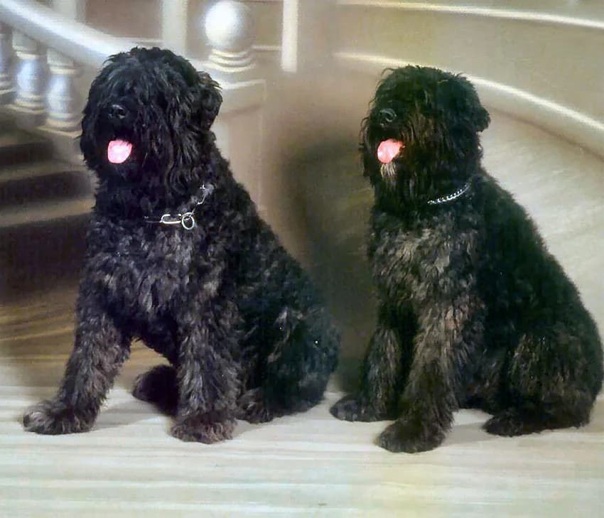 Bouvier Des Flandres