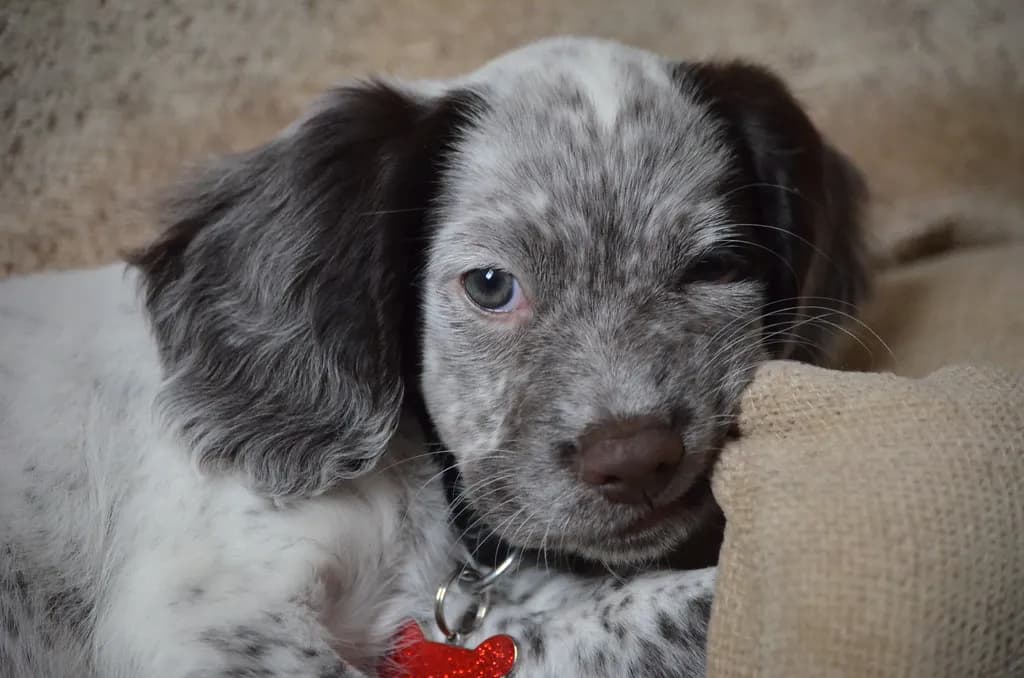 Sprocker